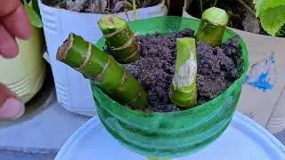 Dieffenbachia को नर्सरी में कैसे उगाते है #Dieffenbachia | Secret of Dieffenbachia Propagation