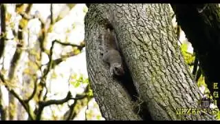 4K, DUNGANNON SQUIRRELS IN WINDMILL PARK`APRIL 2020. EPISODE-1