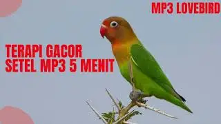 Setel aja sebagai pancingan , langsung auto gacor dan ngekek..