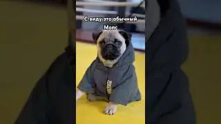 Достойная альтернатива Питбулю? 