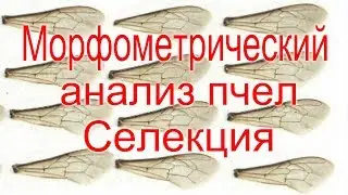 Морфометрический анализ пчел с помощью программы Flügel-Index и цифрового микроскопа/Емец Ярослав
