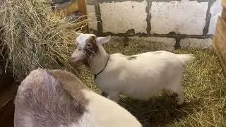 Сколько Камерунок заменяют одну большую козу?)
