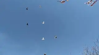 Молодец хороший голубь