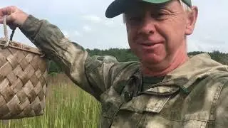 ПОШЕЛ В ГРИБЫ ,А ИХ ТАМ ... !!! 04.07.2024 г.
