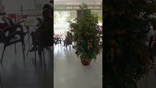 Мандариновое дерево вместо елки на китайский новый год 
