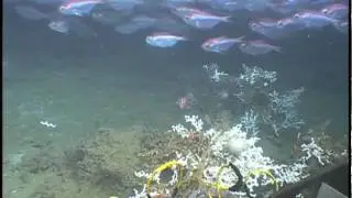 Lophelia II: Viosca Knoll 826 YouTube 5