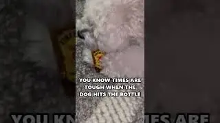 Dog Wants Fireball - Drunken Sailor #shorts #dog #funny