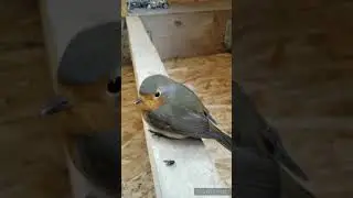 Спасение маленькой пташки
