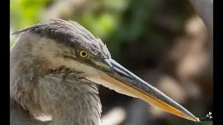 Title: Great Blue Heron Devours Its Prey | Captured on Canon EOS R5 Mark II