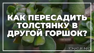 Как пересадить толстянку в другой горшок? | toNature.Info