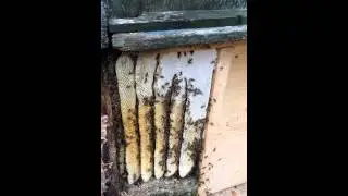 Wild honey bee colony part 1