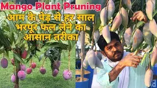 Mango Plant Cutting/Pruning || आम के पेड़ से हर साल भरपूर फल लेने का आसान तरीका