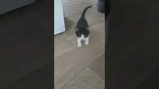 А мы продолжаем пристройство!