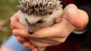 OWNING A PET HEDGEHOG: FACT VS MYTH