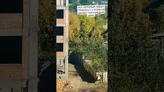 это шок,это надо видеть!!! собака монстр #собака #шок #офигеть