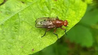 Dryomyza anilis
