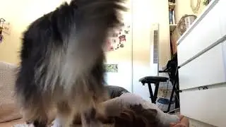 TikTok video / Dog Save Girl