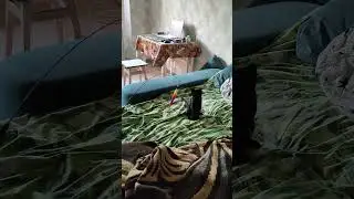 Ласточка играется 