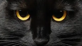 Scare Stream 56