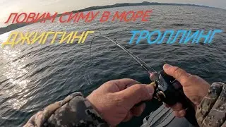 Catching simus on jigging! It all ended in trolling!