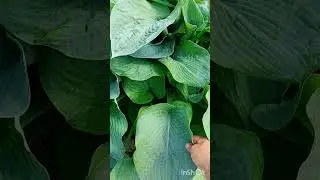 #shorts Огромные Хосты в моëм саду.