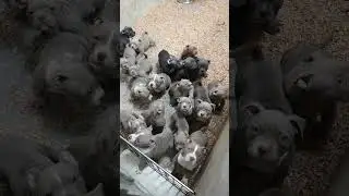 puppies american bully pocket and extreme for sale. very good price. bigdogs România KENNEL