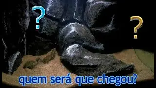 114°- Novos peixes no aquário de 121L