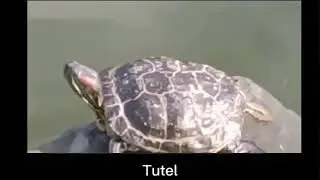 tutel 2