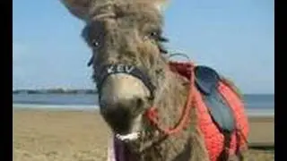 Kev the Donkey (SWEARING)  