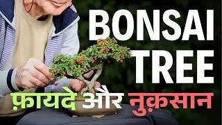 Bonsai Tree फ़ायदे, नुक़सान: Home Decor और Wellness का Perfect Combo!