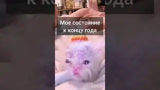 Состояние к Новому году #webm #приколы #новыйгод #юмор #mem #мем #кот #усталость #cat #happynewyear
