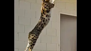 Coolest Serval Jump!