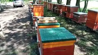 Вывезли пасеку!