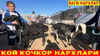 КОЙ КОЧКОР НАРХЛАРИ ХОРАЗИМ БОГОТ БОЗОРИ 28-АВГУСТ UZ LIDER TV
