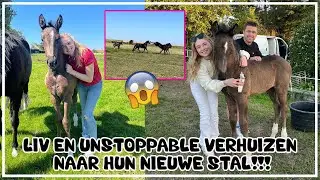 LIV & UNSTOPPABLE ZIJN VERHUISD!!🏡 #joanneneidhoferhorses #vlog374