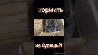Кормить не будешь? 😅