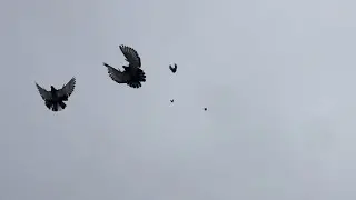 Николаевские голуби 2021. Видео