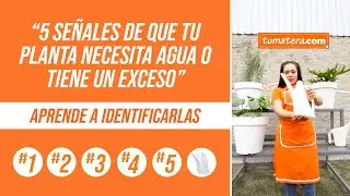5 señales de que tu PLANTA NECESITA AGUA O TIENE UN EXCESO - Aprende a identificarlas