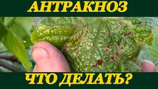 Меры борьбы с Антракнозом!
