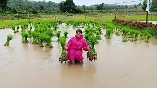 We make Scientific powerpoint presentation of botany/Genetics and Plant breeding