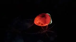 Інкубація перепілок.Який оплод?🤷