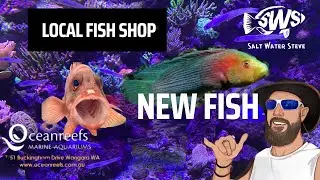 LFS Local Fish Shop - Salt Water Aquarium Shop  SWS 