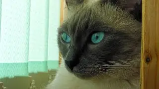 Beautiful Eyes of My Thai Cat