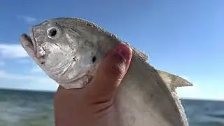 Young Fish Released After Snitching On “The Big Fish” He Squealed!