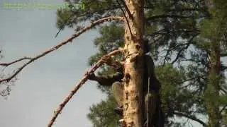Спил опасного дерева в Казани