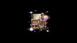 Эдит с бенгальскими кошками😼😈