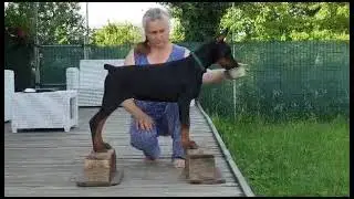 Вива в стойке, 3.5 месяца