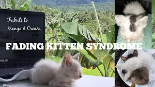 Fading Kitten Syndrome| Home remedy & treatment | Tribute to Cream and Mango-saves yours