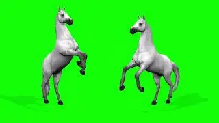 Green Screen Horse | green screen videos | Horse with green screen | Green Screen animals