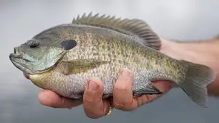 Fishing for Panfish with Lamiglas Rods
